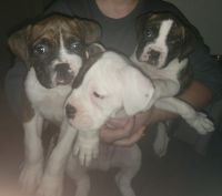Boxer Puppies for sale in Moore, OK, USA. price: NA