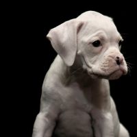 Boxer Puppies for sale in San Jacinto, CA, USA. price: NA