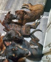 Boxer Puppies for sale in Logansport, IN 46947, USA. price: NA