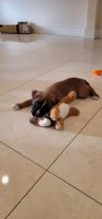 Boxer Puppies for sale in Valley Glen, CA 91405, USA. price: NA