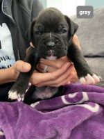 Boxer Puppies for sale in Nipomo, CA 93444, USA. price: NA