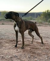 Boxer Puppies for sale in Algodones, NM 87001, USA. price: NA
