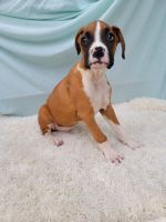 Boxer Puppies for sale in Ashburn, VA, USA. price: NA