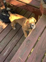 Boxer Puppies for sale in Southern Indiana, IN, USA. price: NA