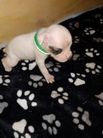Boxer Puppies for sale in Lake Elsinore, CA, USA. price: NA