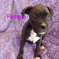 Boxer Puppies for sale in Harrisonville, MO 64701, USA. price: NA