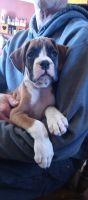 Boxer Puppies for sale in Centerville, IA 52544, USA. price: NA