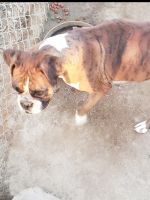 Boxer Puppies for sale in Madera, CA, USA. price: NA