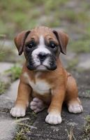 Boxer Puppies for sale in Caney, KS 67333, USA. price: NA