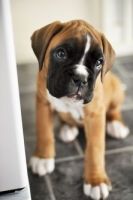 Boxer Puppies for sale in N Tucson Ave, Willcox, AZ 85643, USA. price: NA