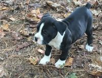 Boxer Puppies for sale in Clifton, NJ, USA. price: NA