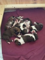 Boxer Puppies for sale in Clinton, LA 70722, USA. price: NA