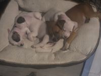 Boxer Puppies for sale in Corona, CA, USA. price: NA