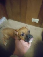 Boxer Puppies for sale in 2365 Ivy Way NE, Canton, OH 44705, USA. price: NA