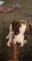 Boxer Puppies for sale in Layton, UT, USA. price: NA