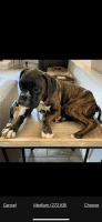 Boxer Puppies for sale in Encinitas, CA 92024, USA. price: NA