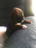 Boxer Puppies for sale in Reagan, TN 38368, USA. price: NA