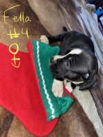 Boxer Puppies for sale in Brush, CO 80723, USA. price: NA