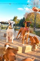 Boxer Puppies for sale in Shorewood, IL, USA. price: NA
