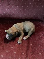 Boxer Puppies for sale in Lakeview, OH 43331, USA. price: NA