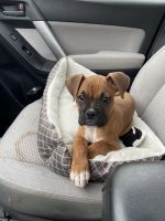 Boxer Puppies for sale in Flint, MI, USA. price: NA