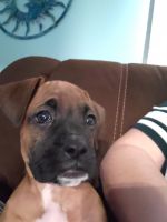 Boxer Puppies for sale in Willis, TX 77318, USA. price: NA