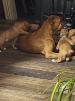 Boxer Puppies for sale in Goodwater, AL 35072, USA. price: NA