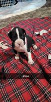 Boxer Puppies for sale in Ava, MO 65608, USA. price: NA