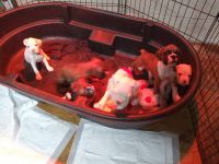 Boxer Puppies for sale in New Braunfels, TX, USA. price: NA