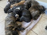 Boxer Puppies for sale in Defuniak Springs, FL 32433, USA. price: NA