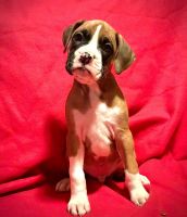 Boxer Puppies for sale in Budd Lake, Mt Olive, NJ, USA. price: NA