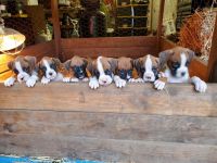 Boxer Puppies for sale in Hayden, ID, USA. price: NA