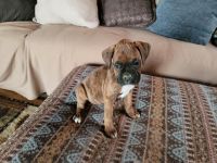 Boxer Puppies for sale in North Bend, NE 68649, USA. price: NA