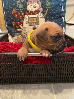 Boxer Puppies for sale in Memphis, MI 48041, USA. price: NA