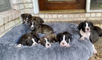 Boxer Puppies for sale in Spring, TX 77373, USA. price: NA