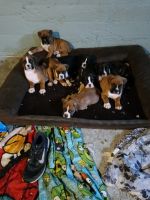 Boxer Puppies for sale in Middletown, OH, USA. price: NA