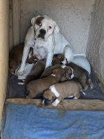 Boxer Puppies for sale in Riverside, CA, USA. price: NA