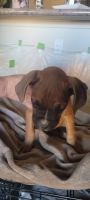 Boxer Puppies for sale in Seguin, TX 78155, USA. price: NA