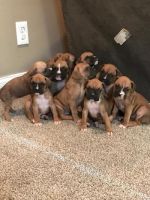 Boxer Puppies for sale in Schaumburg, IL, USA. price: NA