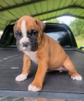 Boxer Puppies for sale in Los Angeles, CA 90001, USA. price: NA