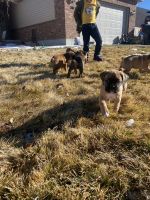 Boxer Puppies for sale in Vernal, UT 84078, USA. price: NA
