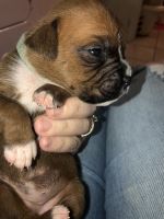 Boxer Puppies for sale in Cross City, FL 32628, USA. price: NA