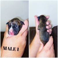 Boxer Puppies for sale in Huntington, UT 84528, USA. price: NA