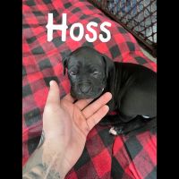 Boxer Puppies for sale in Oswego, NY, USA. price: NA