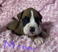 Boxer Puppies for sale in Sumner, IL 62466, USA. price: NA