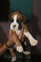 Boxer Puppies for sale in Ferozguda, Bowenpally, Hyderabad, Telangana, India. price: 25000 INR