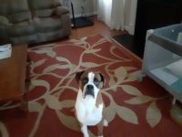 Boxer Puppies for sale in Fuquay-Varina, NC, USA. price: NA