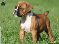 Boxer Puppies for sale in 203 US-1, Norlina, NC 27563, USA. price: NA