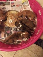Boxer Puppies for sale in Rockford, IL 61109, USA. price: NA
