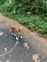 Boxer Puppies for sale in Kaviyoor, Kerala 689582, India. price: 28000 INR